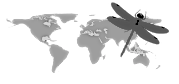 Fichier:International.png
