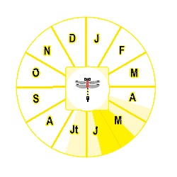 Fichier:Phenora.jpg
