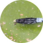 Fichier:Isère.png