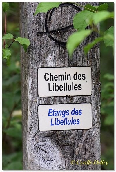 Fichier:Chemindeslibellules.jpg