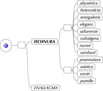 Fichier:Ischnura.jpg