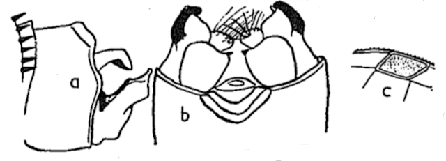 Fichier:Cercitdes.png