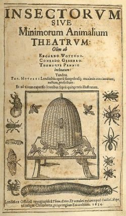 Fichier:Muffet1589.jpg