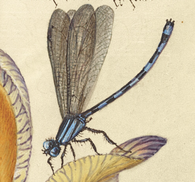 Fichier:Coemerhoef1590.png
