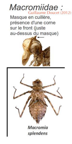 Fichier:Exumacromiidea.png