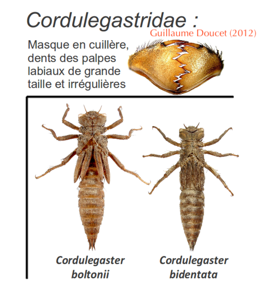 Fichier:Exucordulegastridae.png