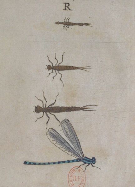 Fichier:Goedart1700.jpg