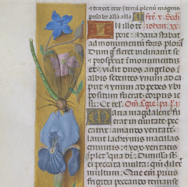 Fichier:Grimani1510167v.png