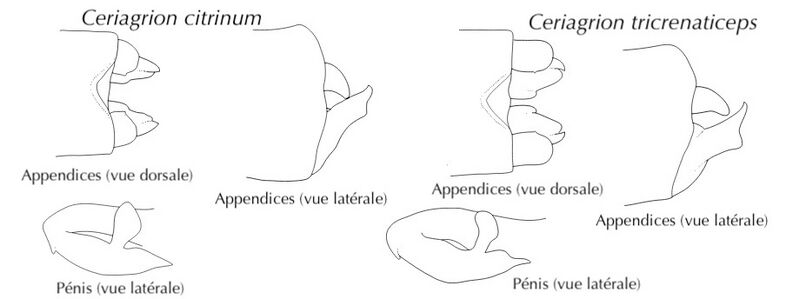 Fichier:Cercitcertri.jpg