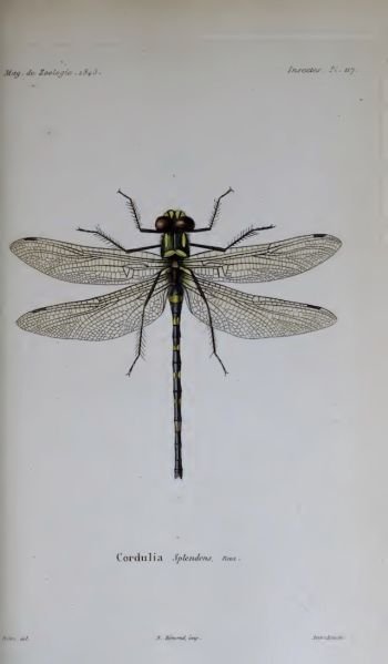 Fichier:Macsplepl.jpg