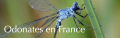 Vignette pour la version du 19 avril 2023 à 12:22