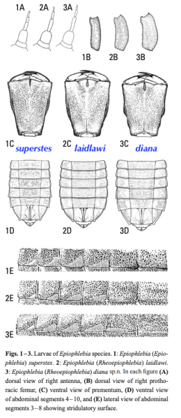 Fichier:Epiophlarves.png