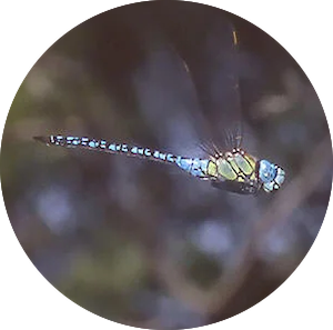 Simaeschna  affinis