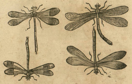 Fichier:Calopteryxmuffet.jpg