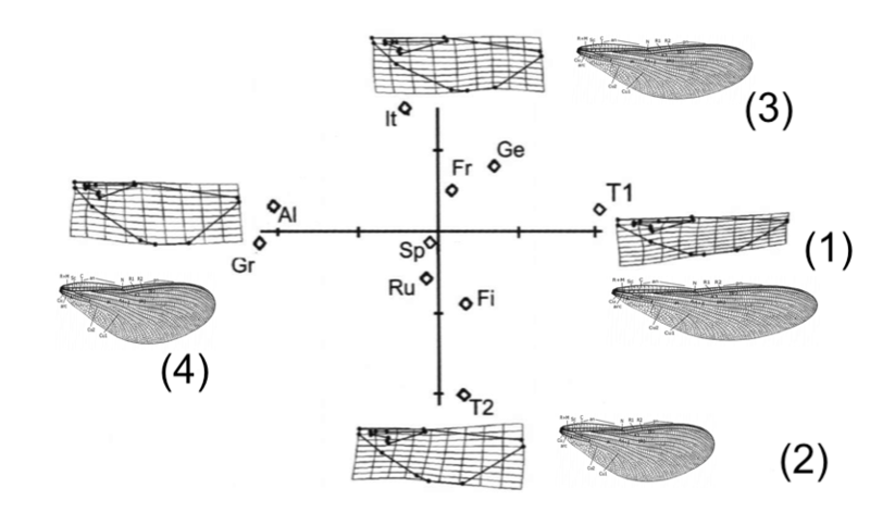 Fichier:Calspleschema.png