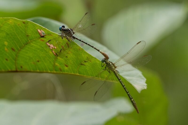 Fichier:Lestinogomphus.jpg