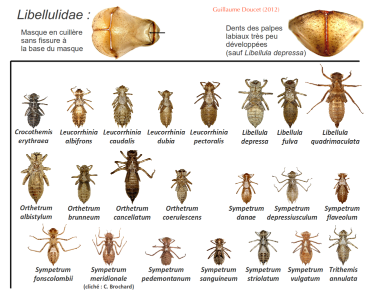 Fichier:Exulibellulidae.png