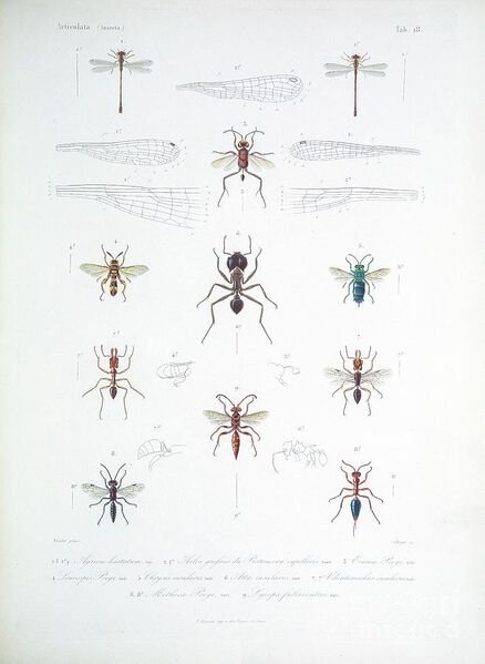 Fichier:Sagra1857.jpg