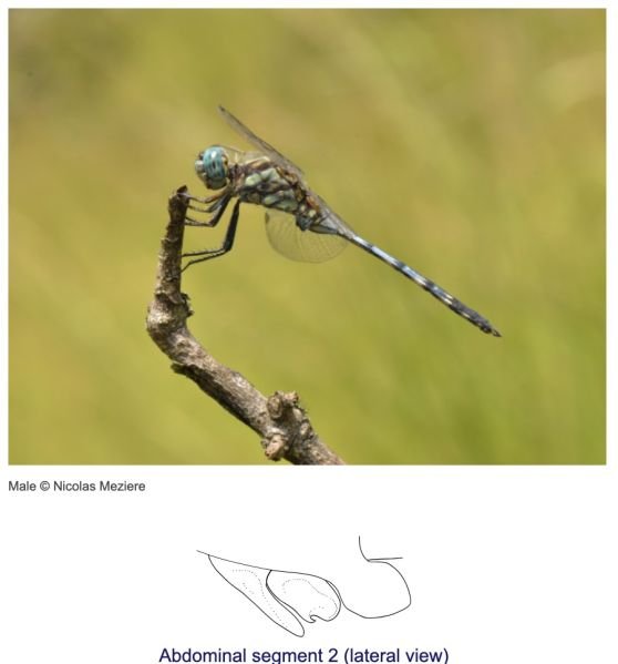 Fichier:Ortbra1.jpg