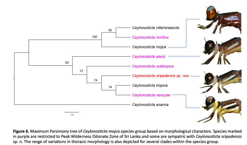 Fichier:Phylocelmojgr.png