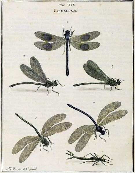 Fichier:Calharris1780.jpg