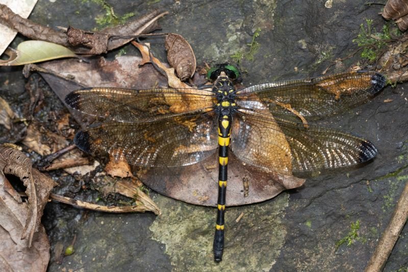 Fichier:Chlauratus.jpg