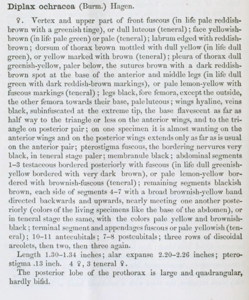 Fichier:Dipochscudder1866.png