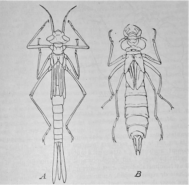 Fichier:Zyganisolarves.jpg