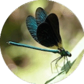Odonates du Monde