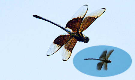 Chlorogomphus splendidus, n’existe pas sur Taïwan