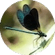world Odonata web
