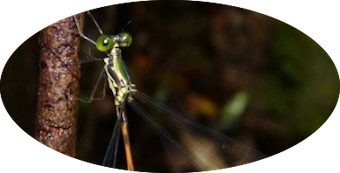 Nubiolestidae
