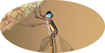 Synlestidae
