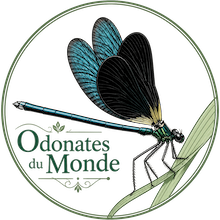 world Odonata web