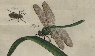 Cordulia