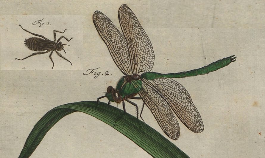 Cordulia